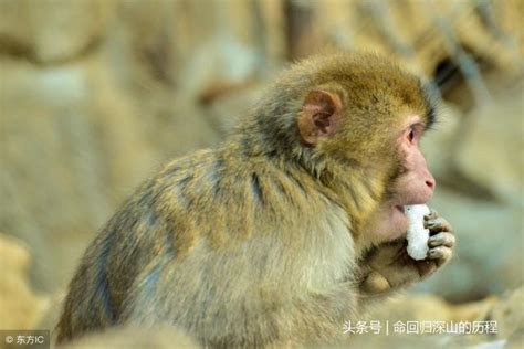 屬猴五行|屬猴人的五行特徵